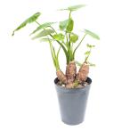 直送日時指定不可クワズイモ5号鉢観...