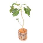 直送日時指定不可フィカスペティオラ...