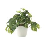  искусство klieishon свет. приятный . фотокаталитический свежий pothos S