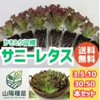  Sunny lettuce 30 рассада овощи рассада огород сельское хозяйство дом производство человек предназначенный бесплатная доставка 