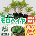 モロヘイヤ　10苗　野菜　苗　家庭菜園　農家　生産者向け　送料無料