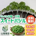 バジル　3苗　野菜　苗　家庭菜園　農家　生産者向け　送料無料
