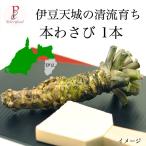 本わさび 伊豆天城 本山葵  60g以上　1本