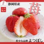  клубника ....2 упаковка 500g Shizuoka префектура SHU ферма. . утро .. клубника . толщина . тест ... .. новый товар вид клубника бесплатная доставка 
