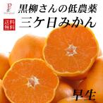  три ke день мандарин 5kg. сырой .. низкий пестициды иметь машина удобрение культивирование Special . чёрный . san .. меласса . ограниченное количество бесплатная доставка 