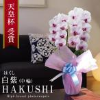 純国産 胡蝶蘭 花持ち長い 中輪 2本立ち 20輪〜【白紫(はくし)】白の花に紫ストライプ 二度咲き プレゼント お祝い 誕生日 新築祝 個人祝 開店祝 お悔やみ