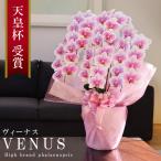 純国産 胡蝶蘭 花持ち長い 中輪 5-6本立ち 50輪〜【Venus(ヴィーナス)】白ピンク グラデーション 二度咲き プレゼント 御祝 移転祝 開店祝 開業祝 当選祝