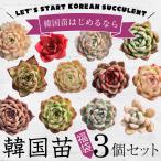 多肉植物　韓国苗3個セット　届いてからのお楽しみ韓国苗福袋　エケベリア種中心です　※種類は選べません