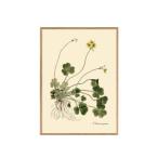 アートポスター フレーム付き 30×40cm Oxalis compressa DYBDAHL デュブダール