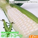 ホワイトコーン白とうもろこし雪の妖...