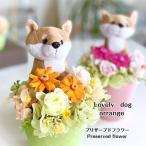 o день рождения консервированный цветок новое здание праздник . отправка другой День матери День почитания пожилых людей . видеть Mai . интерьер симпатичный собака мягкая игрушка 20 плата 30 плата 40 плата 50 плата 60 плата женщина подарок домашнее животное 
