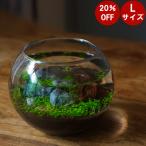 水栽培 育てる水草 ｌサイズ 水草 水草水槽 レイアウト 水草の育て方 栽培 アクアリウム Igl Tokilaboトキラボヤフー店 通販 Yahoo ショッピング