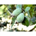 フェイジョア　クーリッジ　3.5号ポット　挿木２年生　苗木