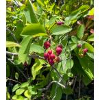  ирга лама ru ключ саженец 3.5 номер pot рассада .. дерево рассада 