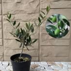  оливковый саженец koroneiki3.5 номер pot рассада садовое дерево символ tree декоративное растение интерьер зеленый растение в горшке оливковый tree 