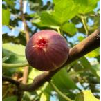 ichi ось нет цветок . фруктовое дерево рассада se rest . дерево 1 год сырой рассада 