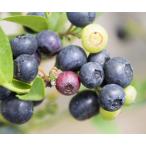  голубика men Date 3 номер pot . дерево 1 год сырой рассада саженец 