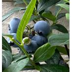  голубика no- The n Spartan саженец 3 номер pot . дерево 1 год сырой рассада 