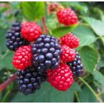  BlackBerry Cesta -3.5 номер pot . дерево рассада саженец toge нет 