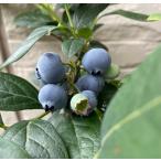 ブルーベリーシエラ苗木3号ポット挿...