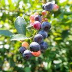 ブルーベリーバルドウィン5号ポット挿木１年生苗苗木