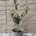  оливковый korejola3.5 номер pot рассада садовое дерево символ tree декоративное растение интерьер зеленый растение в горшке оливковый tree 