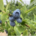  голубика Berkley 3 номер pot . дерево 1 сырой рассада саженец 