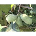 po Poe NC-1 3.5 номер контактный дерево рассада саженец огород фруктовое дерево рассада Poe Poe лес. ka Star do