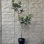 【訳あり】No8801　オリーブ（品種不明）3.5号ポット苗 庭木 シンボルツリー 観葉植物 インテリアグリーン 鉢植え