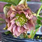 【現品開花株】 クリスマスローズ 多弁花ダブル咲き 112-1 4.5号ポット苗