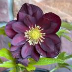 【現品開花株】 クリスマスローズ　ダブル咲き 115-1　4.5号ポット苗 花苗 寄せ植え 鉢植え 庭植え ヘレボルス 冬の花