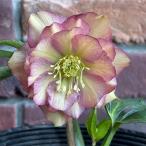 クリスマスローズダブル咲き115-24.5号ポット苗花苗寄せ植え鉢植え庭植...