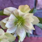 クリスマスローズダブル咲き116-...