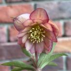 ショッピングクリスマスローズ 【現品開花株】 クリスマスローズ　ダブル咲き 1222-1　3.5号ポット苗 花苗 寄せ植え 鉢植え 庭植え ヘレボルス 冬の花