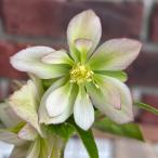 【現品開花株】 クリスマスローズ　ダブル咲き 1222-5　3.5号ポット苗 花苗 寄せ植え 鉢植え 庭植え ヘレボルス 冬の花