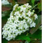 ショッピングアジサイ カシワバアジサイ スノーフレーク 3.5号ポット 苗木