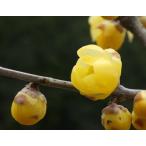 ショッピング苗 ロウバイ 寿 3.5号ポット苗 苗木