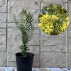 mimo The Akashi a snow wili балка 3.5 номер pot саженец садовое дерево символ tree весна. цветок 