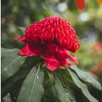 テロペア　スペシオシッシマ（ワラタ）　4号ポット苗　苗木　