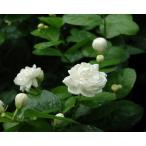 ジャスミン　ヤエマツリカ（ローズピカケ）　3号ポット苗　苗木　