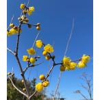 蝋梅　ロウバイ　満月　苗木　挿木１年生苗