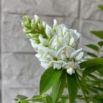 アメリカフジ ニベア 3号ポット 挿木苗　苗木