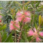 カリステモン ピンクシャンパン　3号ポット苗　ブラシの木　金宝樹　苗木　庭木  花木  オージープランツ