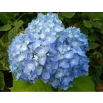 ヒメアジサイ 安行四季咲 苗木 5号ポット