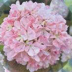 オオデマリ　ビバーナム　メリーミルトン　苗木　4.5号ポット苗　挿木苗　花木 落葉樹 鉢植え 庭植え シンボルツリー