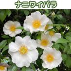 ナニワイバラ 3号ポット苗　挿木苗　苗木　浪花茨　