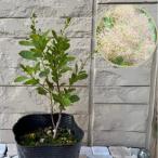 スモークツリー ピンクエンジェル 4.5号ポット苗　苗木　 煙の木 切り花 ドライフラワー シンボルツリー