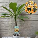 プルメリア ジャングルジャックス アフリーク 4号ポット苗 苗木 鉢植え フランジパニ 芳香花木