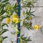  серый bi редкость желтый Drop 3.5 номер pot рассада саженец садовое дерево Hanaki o-ji- растения 