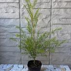 メラレウカ　ブラックティーツリー　３.5号ポット苗　苗木